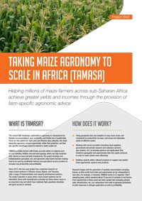 Taking maize agronomy to scale in Africa (TAMASA) - Project Brief